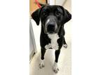 Adopt Sophia a Labrador Retriever, Mixed Breed