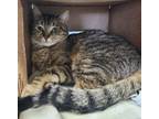 Adopt Tabitha a Domestic Short Hair