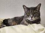 Adopt Nadia a Domestic Short Hair