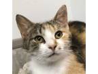 Adopt Tulip a Calico, Domestic Short Hair