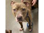 Adopt Begonia a Pit Bull Terrier