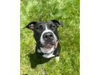 Adopt Marie a Pit Bull Terrier