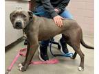 Adopt Lilo a Pit Bull Terrier, Mixed Breed