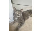 Adopt Noodles a Dilute Tortoiseshell, Domestic Short Hair