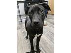 Adopt Clover a Labrador Retriever