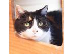 Adopt Loonie a Domestic Short Hair