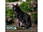 Adopt Vanta a Domestic Short Hair