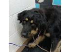 Adopt Big Bill a Rottweiler, Great Pyrenees