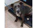 Adopt Amazing Grace a American Staffordshire Terrier