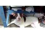Adopt TOPO a Pit Bull Terrier, Mixed Breed