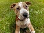 Adopt TENNESSEE a Pit Bull Terrier, Mixed Breed