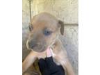 Adopt A429202 a Shar-Pei, Mixed Breed