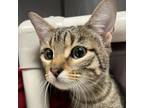 Adopt Caliope a Domestic Short Hair