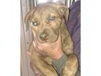 Adopt Chapati a Mixed Breed