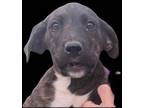 Adopt Dee a Plott Hound, Redbone Coonhound