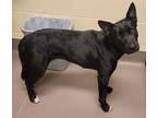Adopt Tessa a Australian Cattle Dog / Blue Heeler, Labrador Retriever
