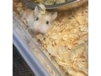 Adopt Speedy and Ms. Chuckles a Hamster