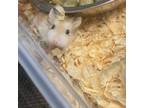 Adopt Speedy a Hamster