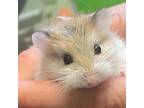Adopt Rudolpha and Ms DJ a Hamster