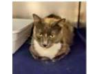 Adopt Angela a Domestic Short Hair