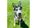 Adopt Chai Tea a Siberian Husky, Mixed Breed