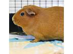 Adopt W-2 a Guinea Pig