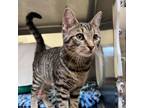 Adopt Maybelle a Domestic Short Hair