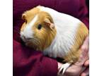 Adopt Jessamine a Guinea Pig