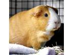 Adopt Daylily a Guinea Pig