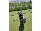 Adopt Iris a Presa Canario, Mixed Breed