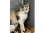Adopt Eclipse FKA Sweetie a Domestic Short Hair