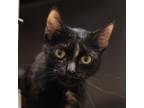 Adopt Snickers a Domestic Short Hair, Tortoiseshell