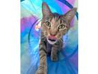 Adopt Consuela a Domestic Short Hair