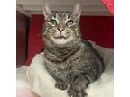 Adopt Chubbs a Domestic Short Hair