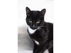 Adopt Nori a Domestic Short Hair