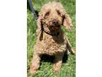 Adopt Marigold a Poodle