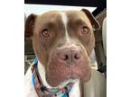 Adopt Peach a Boxer, American Staffordshire Terrier