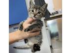 Adopt Sausage a Domestic Short Hair