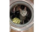 Adopt Maila a Domestic Short Hair