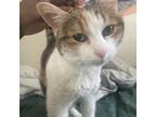 Adopt Chitty a Domestic Short Hair