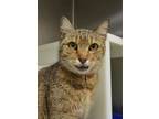 Adopt Doodle 52699 a Domestic Short Hair