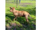 Adopt Birdie(HW+) a Chesapeake Bay Retriever, Mixed Breed