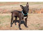 Adopt Parachute a American Staffordshire Terrier, Mixed Breed