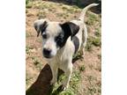 Adopt Jenga $25 a Terrier, Mixed Breed