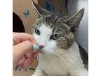 Adopt Cove a Domestic Short Hair