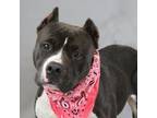 Adopt Buttercake a American Staffordshire Terrier