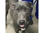 Adopt Tookie a Pit Bull Terrier