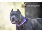 Adopt 72775A Lemonade a American Staffordshire Terrier, Mixed Breed