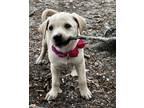 Adopt Callie a Labrador Retriever, Mixed Breed