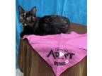 Adopt S'MORES a Domestic Short Hair